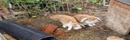 Dwarf Lop rabbits for sale: Friendly, lovely, laidback dwarf lop girls🐰🥰 - Advert 7