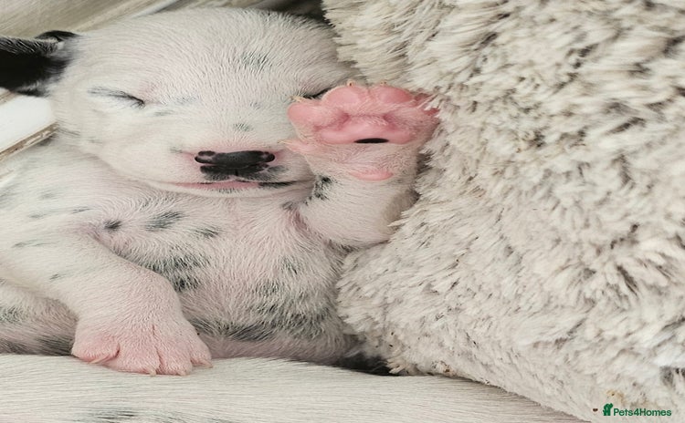 Dalmatian dogs - Advert 1