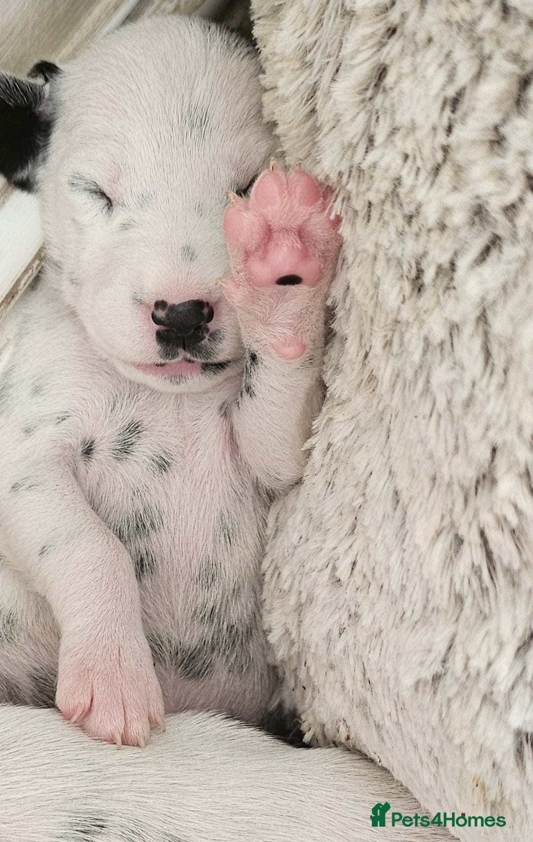 Dalmatian dogs for sale: Gorgeous dalmatian puppies  - Image 1