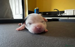 Mixed Breed dogs for sale: StaffyXAmerican bulldog puppies  - Image 18
