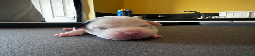 Dipstick 