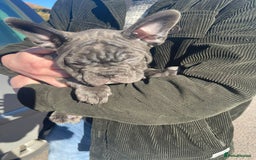 French Bulldog dogs for stud: Loving KC French Bulldog Stud Blue Brindle  - Image 4