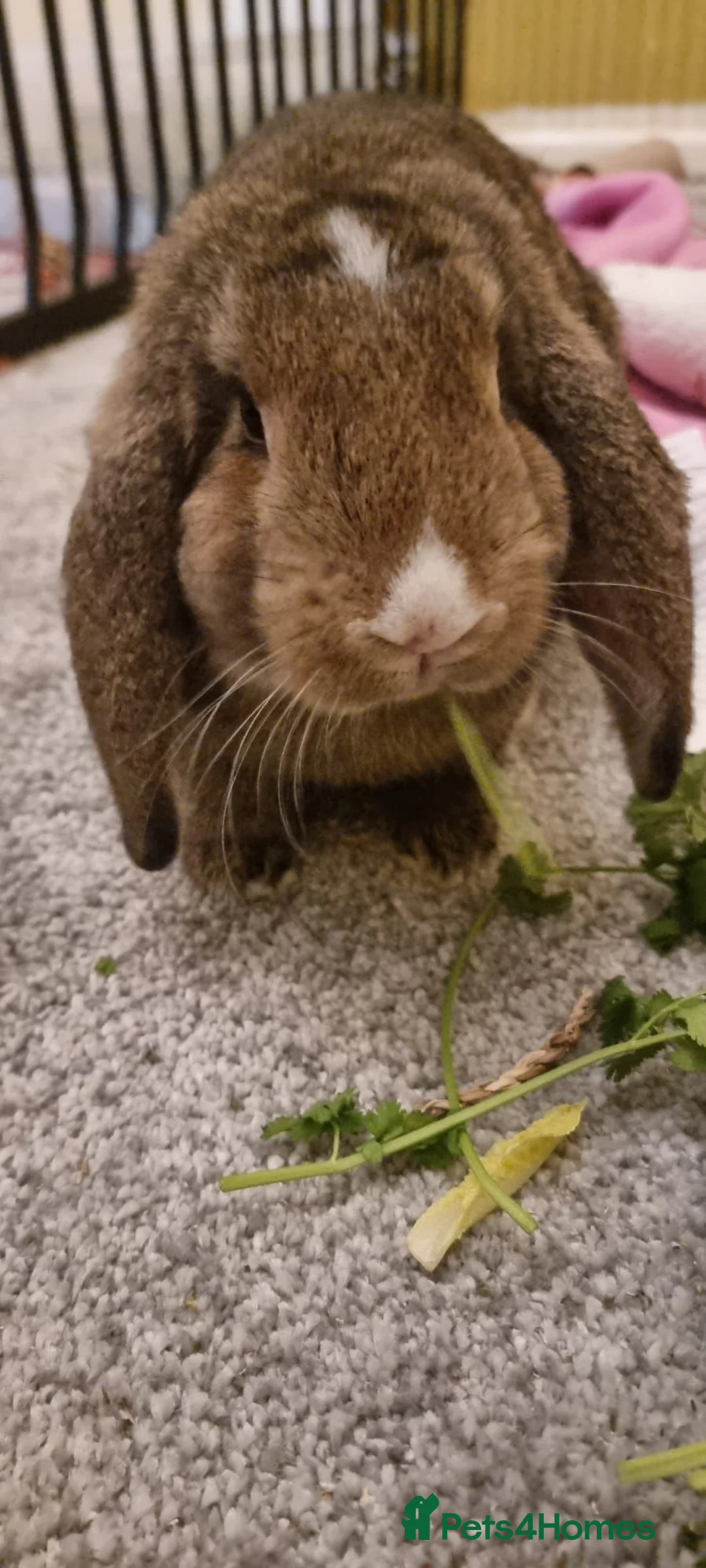 Mixed Breed rabbits for sale: Nugget in Oxford - Advert 2
