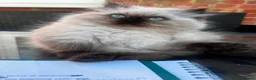 Persian cats for sale: Mrs H - Advert 7