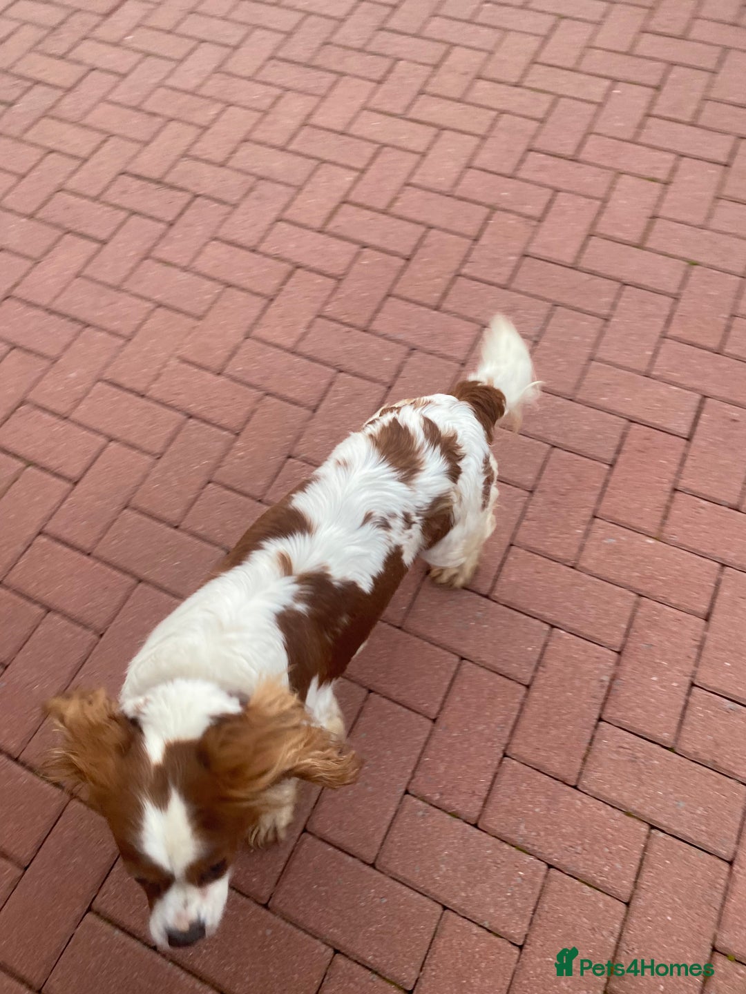 Cavalier King Charles Spaniel dogs for sale: Cavalier, King, Charles - Advert 4