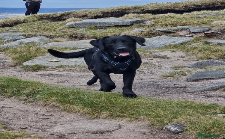 Labrador Retriever dogs - Advert 3