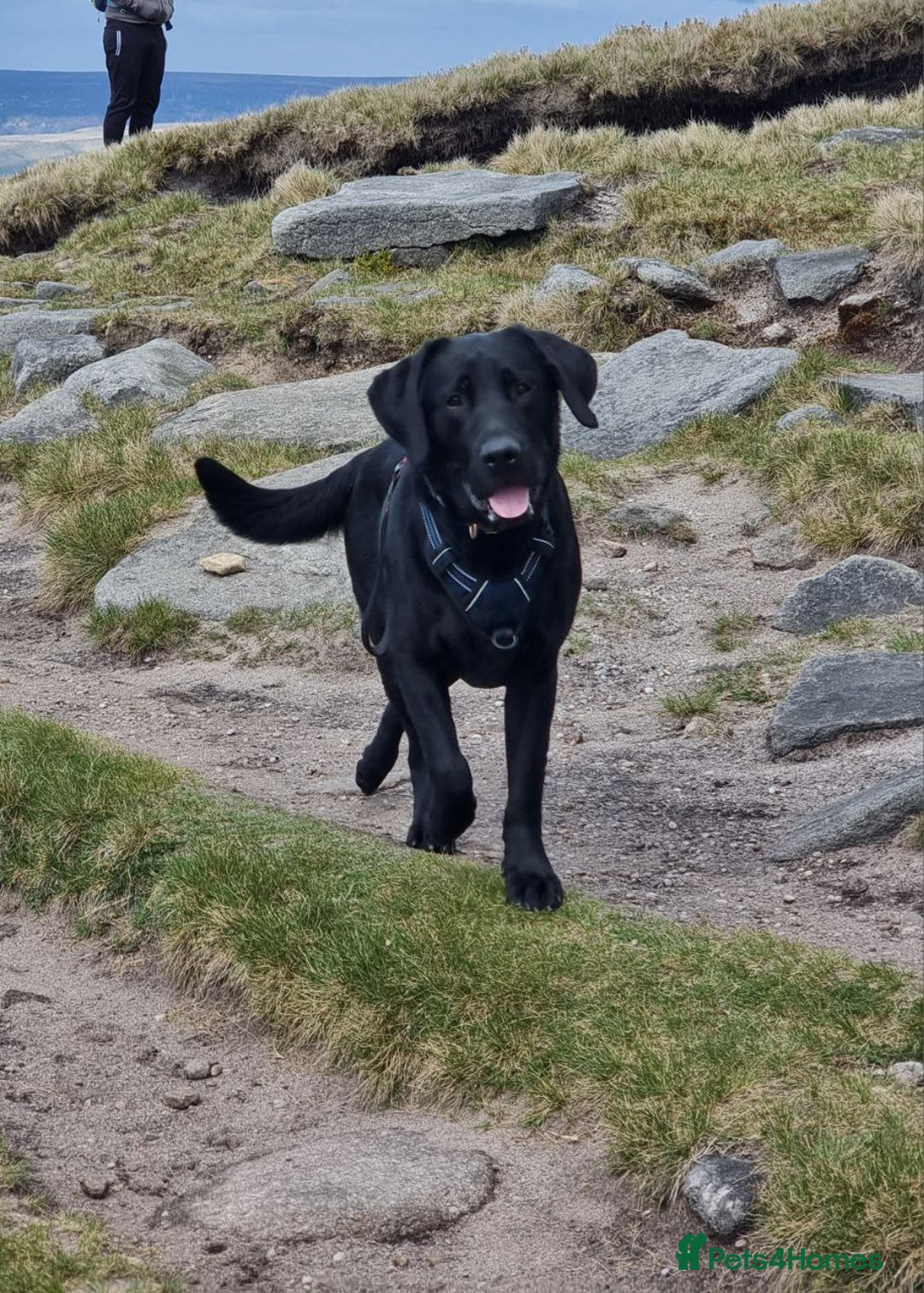 Labrador Retriever dogs for stud: Ettore - Image 1