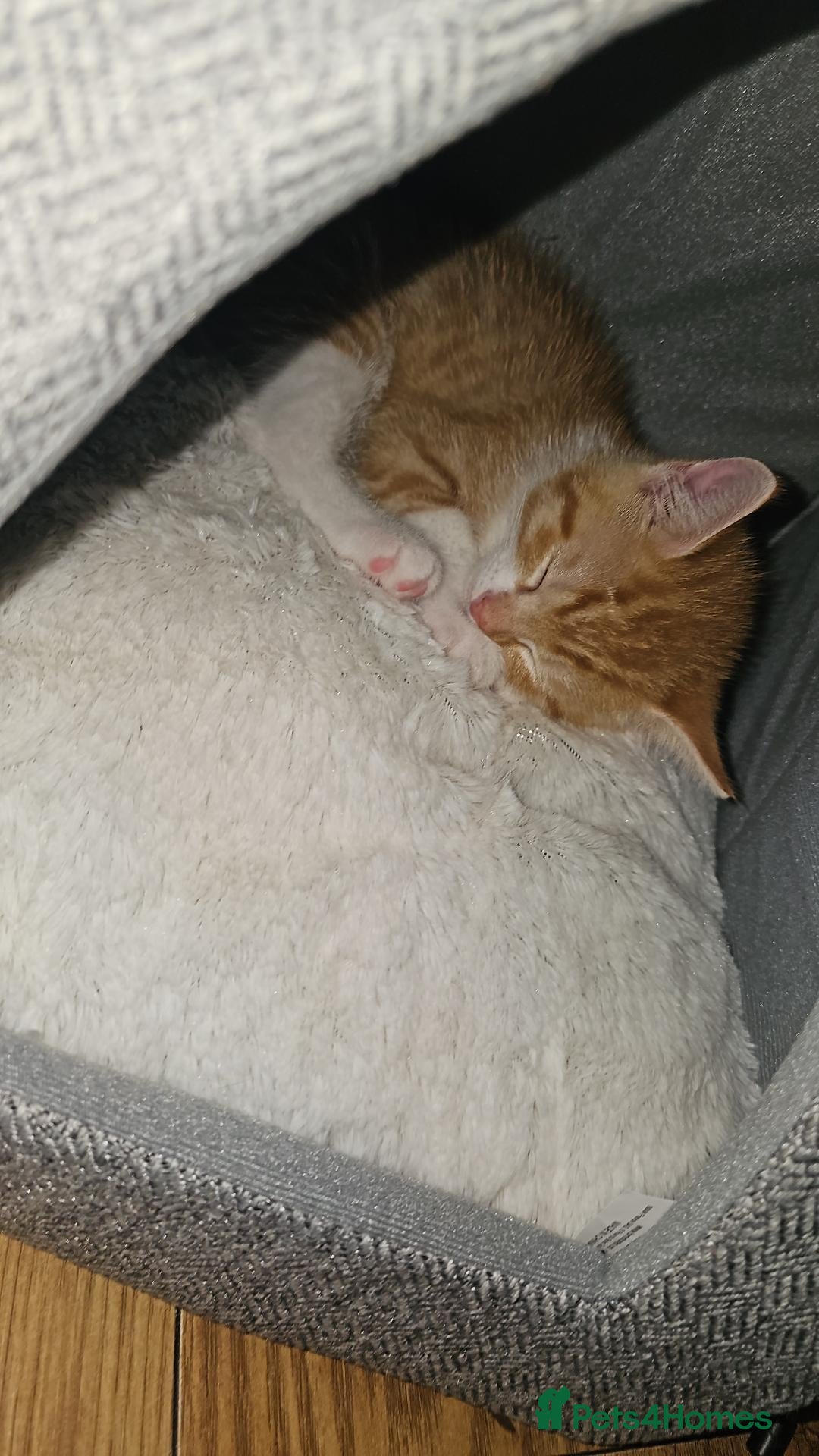Domestic Shorthair cats for sale: GINGER FLUFFY MALE KITTEN - Advert 5