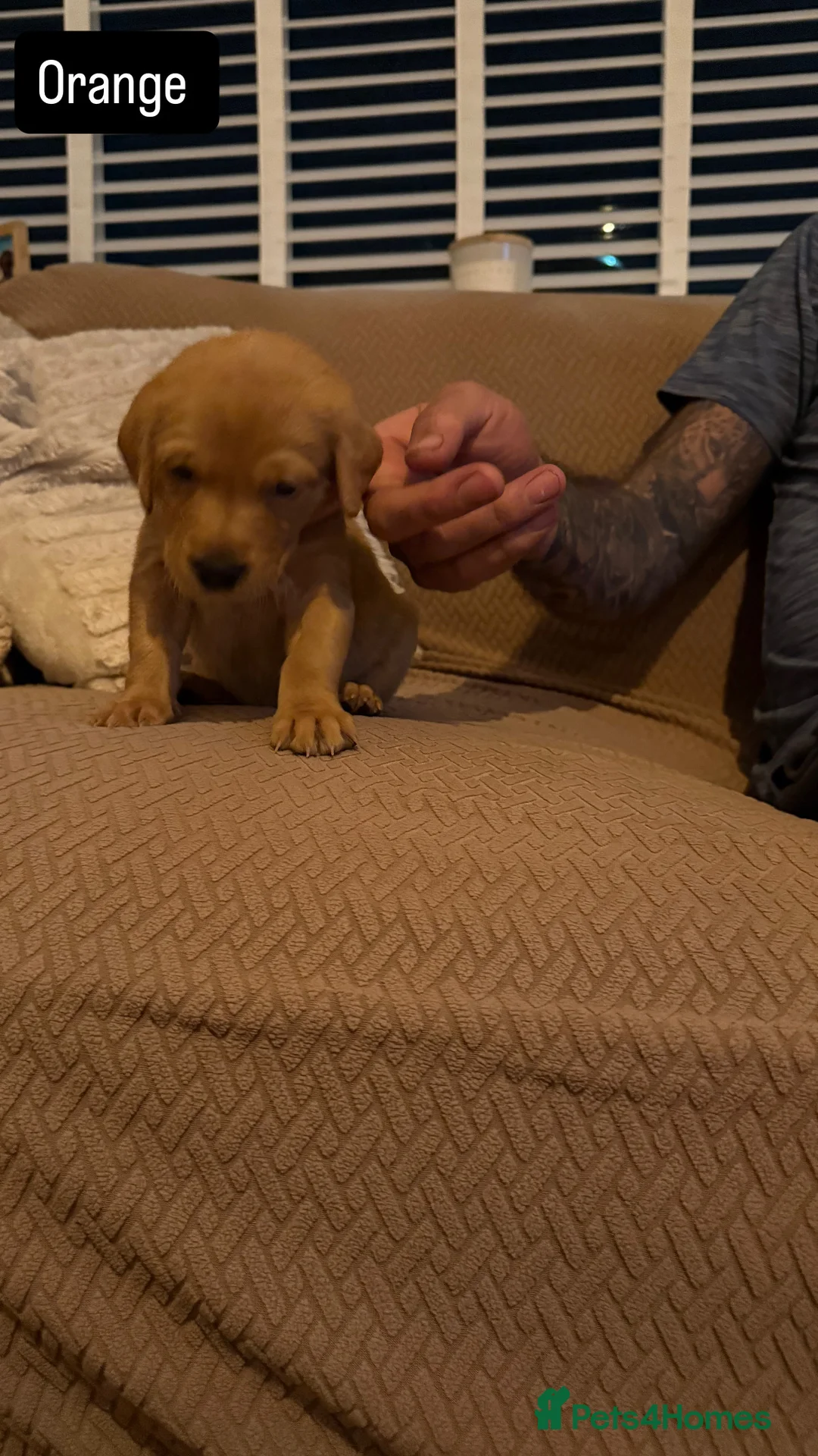 Goldador dogs for sale: Goldador Puppies  - Advert 6