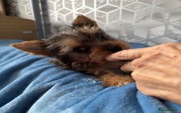 Yorkshire Terrier dogs for sale:  Merle Yorkshire terrier puppies  - Image 35
