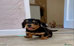 Miniature Dachshund dogs for sale: KC Reg long hair mini dachshunds “Ready now” - Image 13
