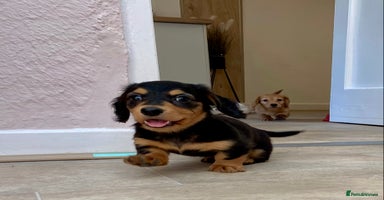 Miniature Dachshund dogs - Advert 4
