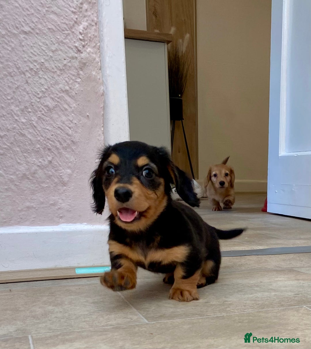 Miniature Dachshund dogs for sale: KC Reg long hair mini dachshunds “Ready now” - Image 13