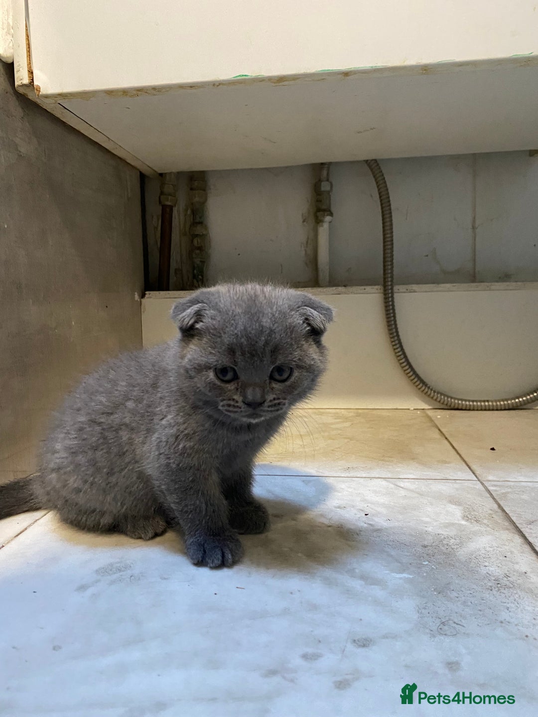 Scottish Fold cats for sale: Scottish Fold kittens 1 Boy Available ready now  - Advert 11