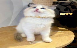Ragdoll cats for sale: 💖Beautiful Ragdoll💖 Tica register  - Image 16