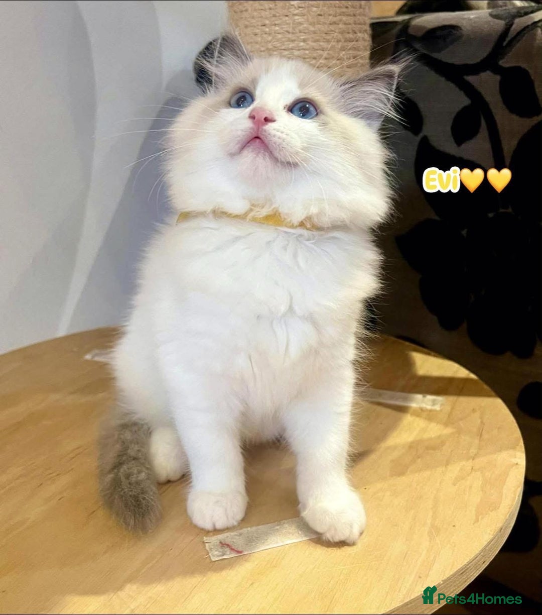 Ragdoll cats for sale: 💖Beautiful Ragdoll💖 Tica register  - Image 16
