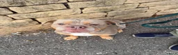 English Bulldog dogs for adoption: Brian - Advert 6