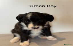 Mixed Breed dogs for sale: Stunning litter of Welsh Collie X Toy Poodle - Image 5
