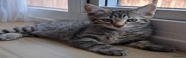 💙 Boy 1 - Silver Marble Tabby