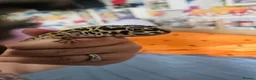Leopard Gecko reptiles for sale: Leopard gecko for sale  in Doncaster - Advert 3