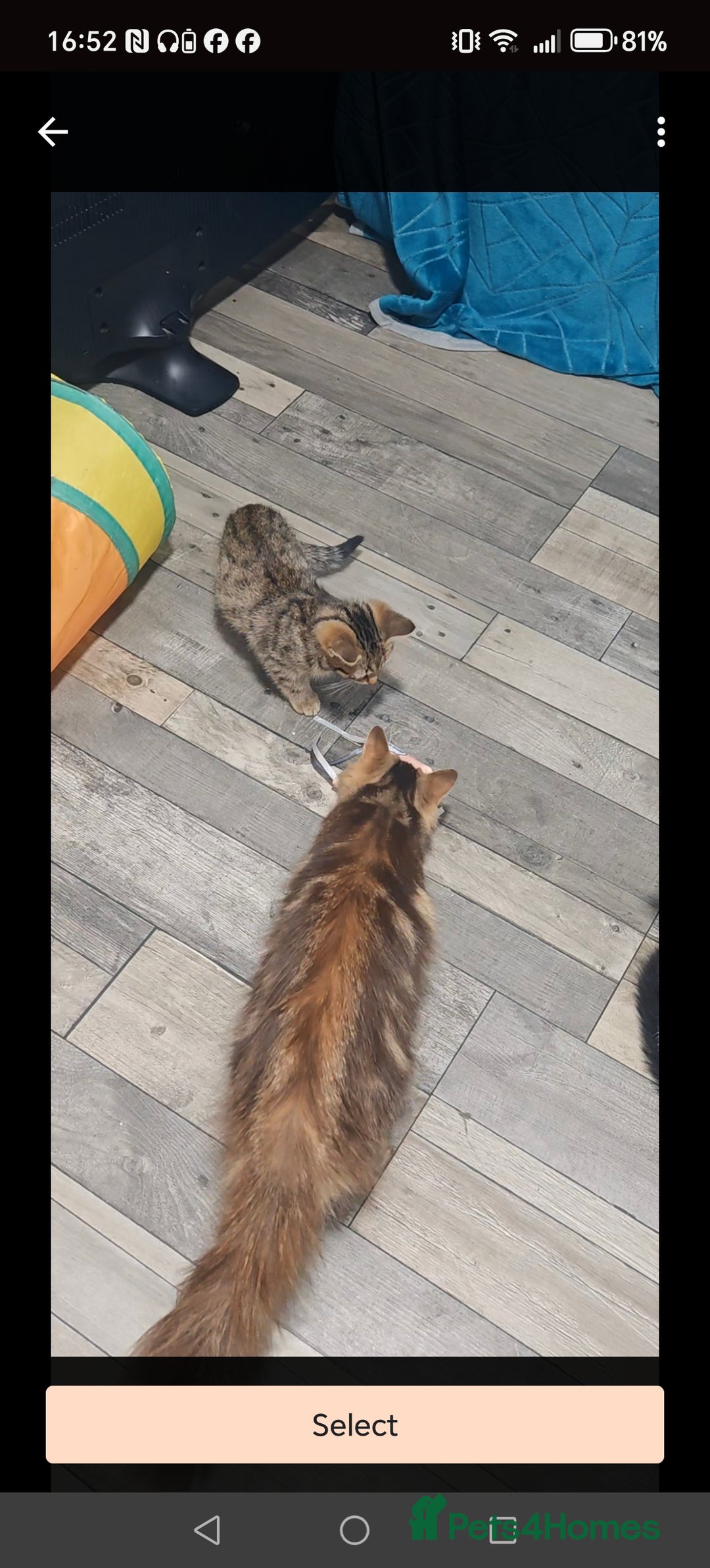 Mixed Breed cats for sale: 🐾 Two Beautiful Male Kittens Available –  –  - Advert 2