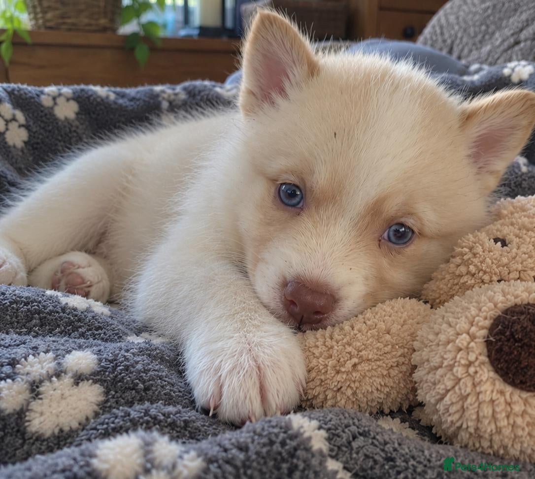 Pomsky dogs Pomsky Litter  - Advert 1