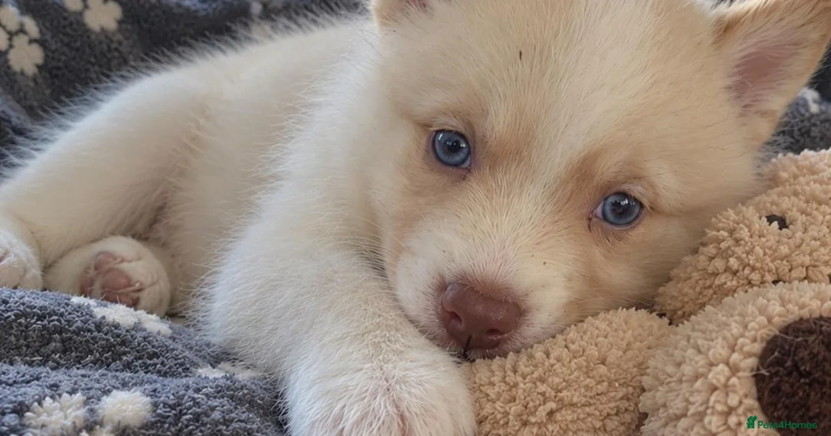 Backround Pomsky 2026 puppies Pomsky Puppies for sale | Pets4Homes