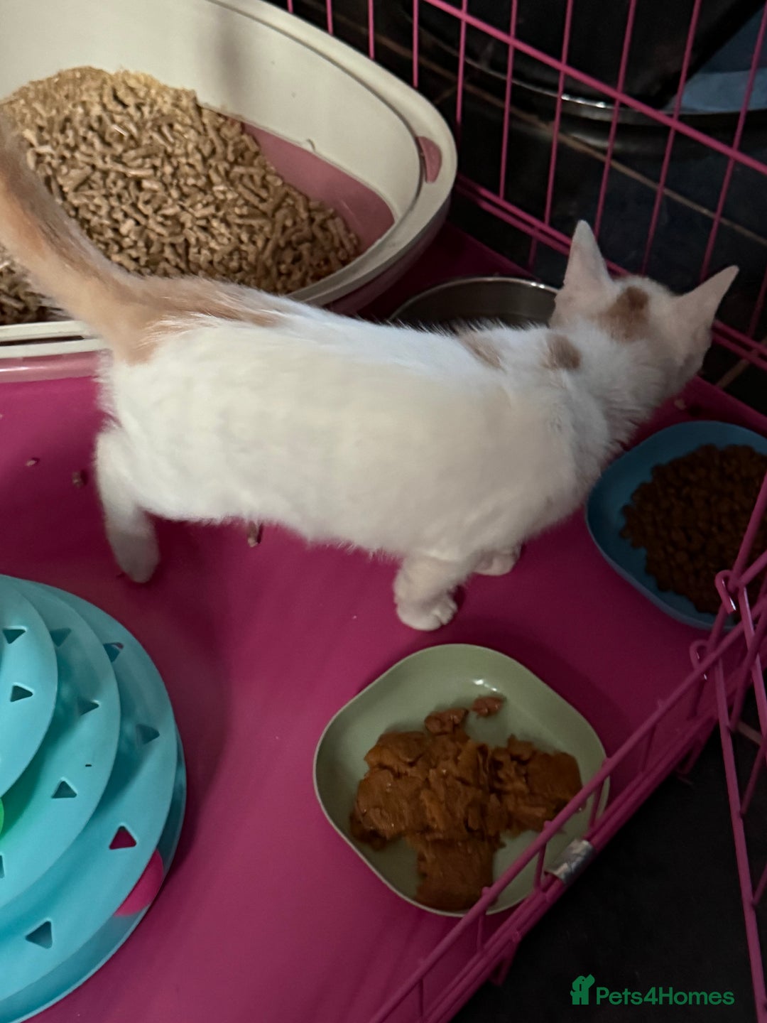 Mixed Breed cats for sale: STUNNNIING RED AND WHITE KITTEN - Advert 3