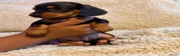 Dachshund dogs for sale: DACHSHUND PUPPIES FOR SALE!!  - Advert 4