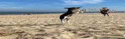 Border Collie dogs for sale: Louie is looking for his forever home  - Advert 15