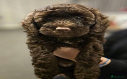 Cockapoo dogs for sale: 2 little F1B girl cockapoos ready to go - Advert 1