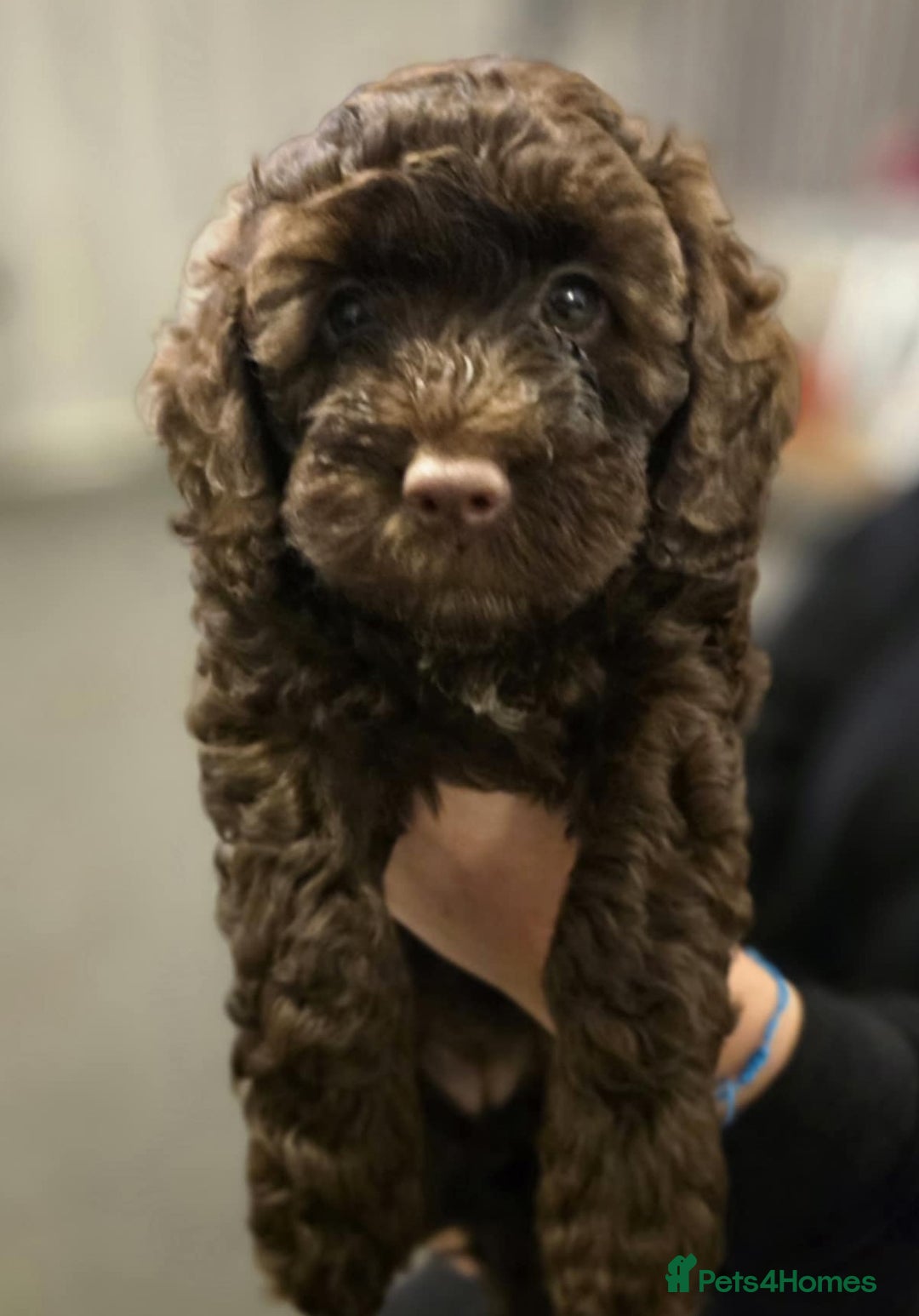Cockapoo dogs for sale: 2 little F1B girl cockapoos ready to go - Advert 1