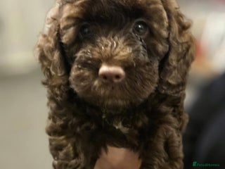 Cockapoo dogs 2 little F1B girl cockapoos ready to go - Advert 15