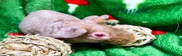 Guinea Pig rodents for sale: Superb Friendly pair of Skinny Pig Boys - Advert 9