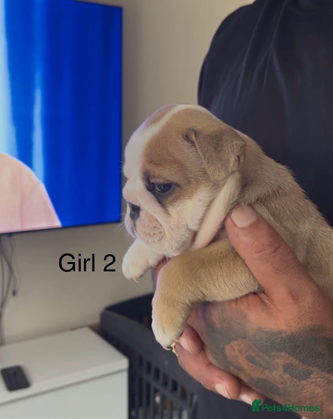 English Bulldog dogs for sale: KC Reg Traditional English Bulldog puppies - Image 7
