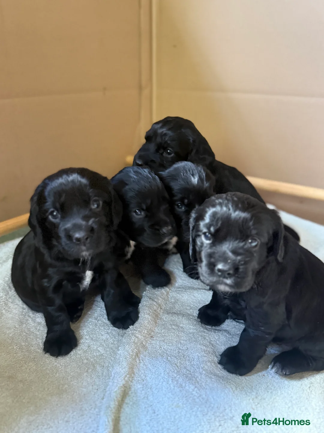 Cocker Spaniel dogs for sale: Working cocker spaniels - Advert 5