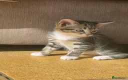 Mixed Breed cats for sale: Tabby kittens for sale - Image 5