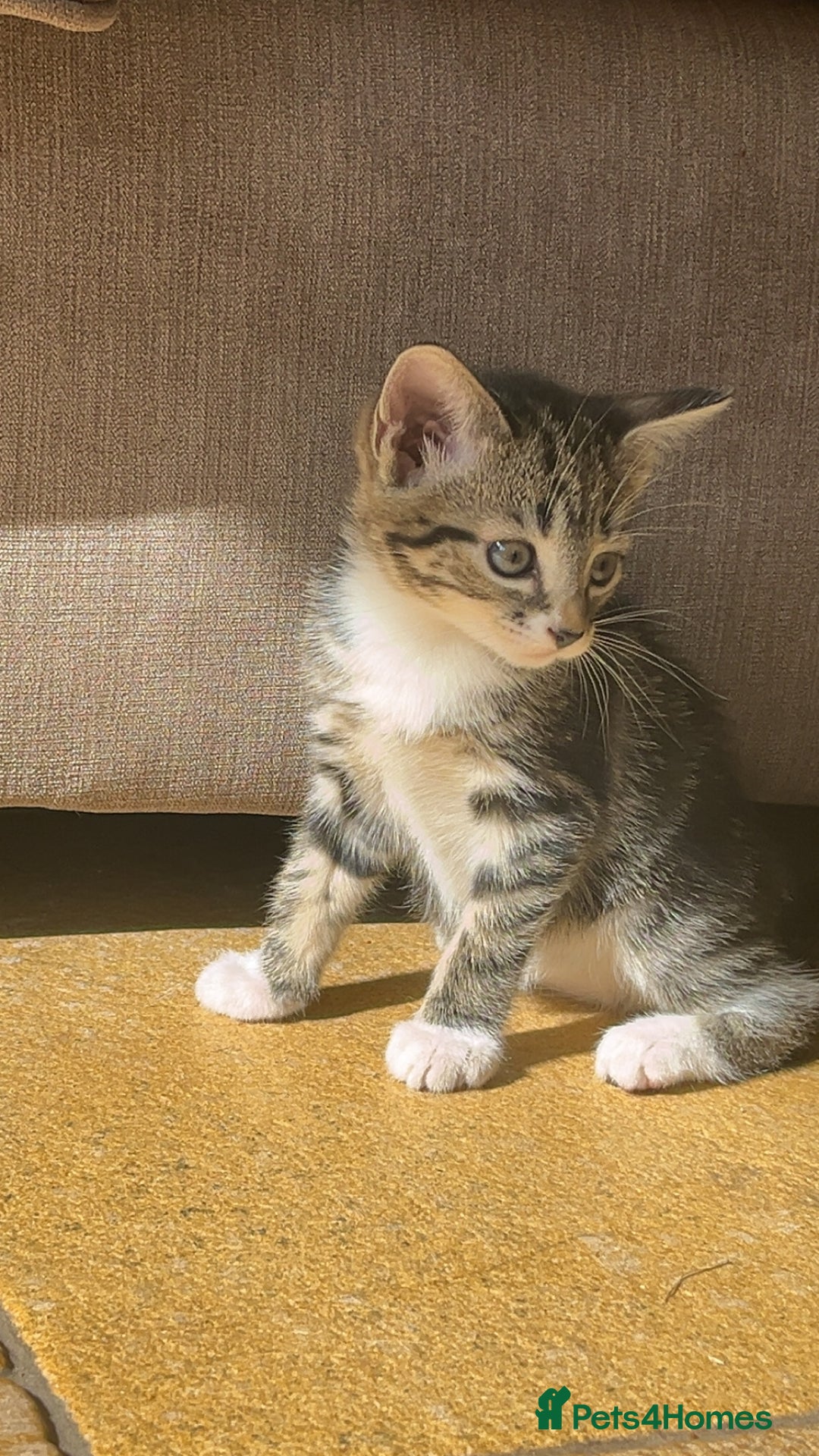 Mixed Breed cats for sale: Tabby kittens for sale - Image 5