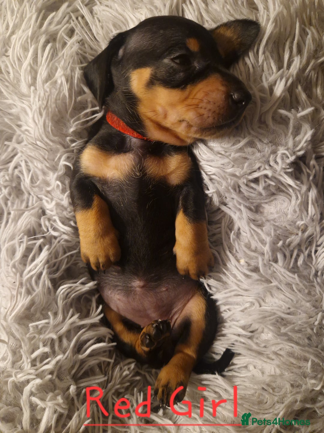 Dachshund dogs for sale: KC standard dachshunds - Advert 4