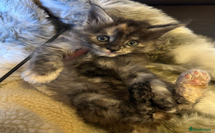 Maine Coon cats Stunning XL Purebred Main coons -last kitten! - Advert 7