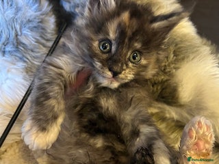 Maine Coon cats Stunning XL Purebred Main coons -last kitten! - Advert 16