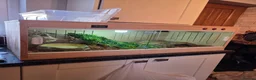 Boa Snake reptiles for sale: Boa constrictor viv included  in Wigton - Advert 7