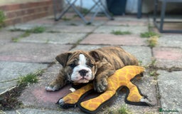 English Bulldog dogs for sale: READY NOW! vaccinated microchipped KC Bulldog pups in Rochford - Image 8