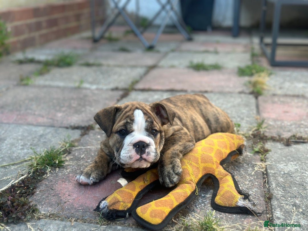 English Bulldog dogs for sale: READY NOW! vaccinated microchipped KC Bulldog pups in Rochford - Image 8