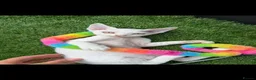 Devon Rex cats for sale:      🐾 Two Beautiful Devon Rex Kittens  - Advert 5