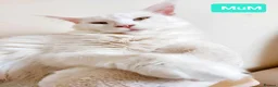 Maine Coon cats for sale: Snow & Fire Maine Coon Kittens GCCF - Advert 7