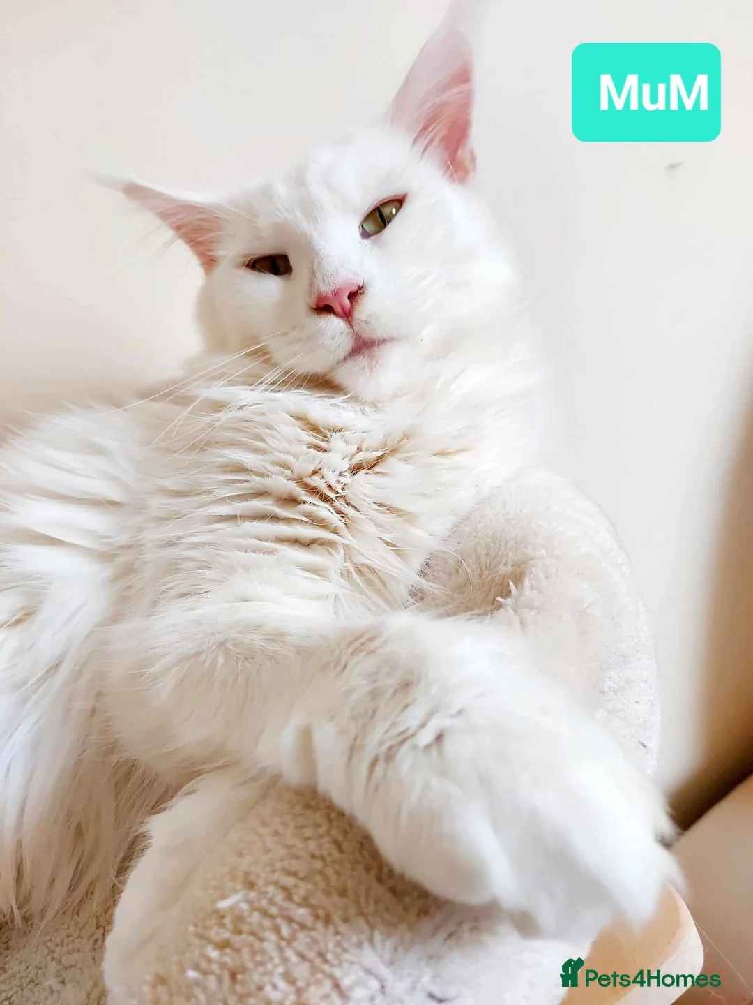 Maine Coon cats for sale: Snow & Fire Maine Coon Kittens GCCF - Advert 7