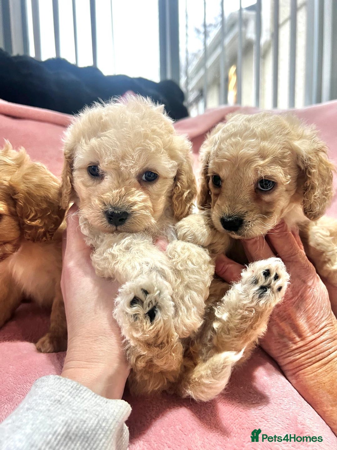 Cockapoo dogs for sale: Tiny cockerpoo pups - Advert 7