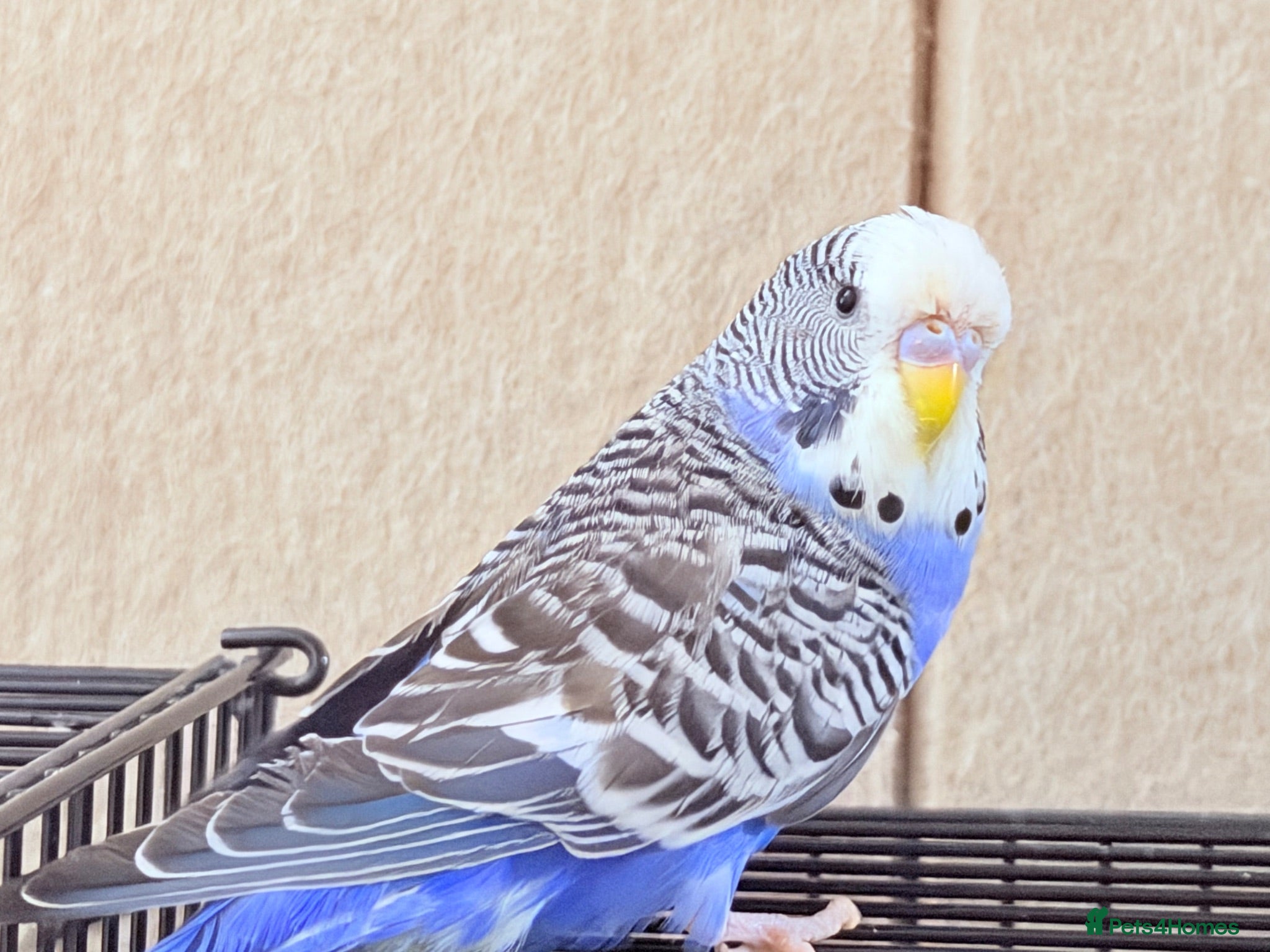 Budgerigars birds Beautiful budgies available  - Advert 1