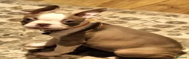 Boston Terrier 4